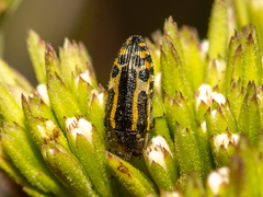 Acmaeodera scalaris
