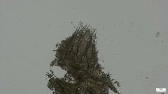 Chloridium gonytrichii