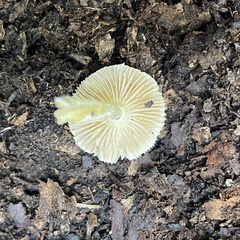 Bolbitius aleuriatus