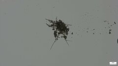 Chloridium gonytrichii