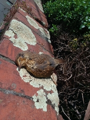 Turdus philomelos clarkei