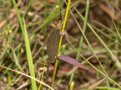 Brachynemurus versutus