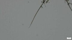 Chloridium gonytrichii
