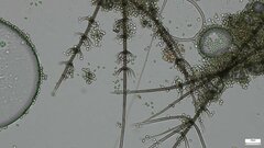 Chloridium gonytrichii