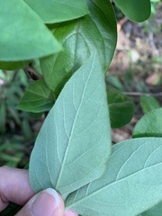 Lonicera hypoglauca