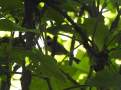 Poecile sclateri