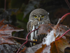 Glaucidium gnoma