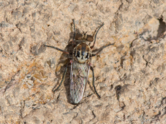 Brachyrhopalinae