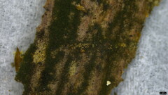 Chloridium gonytrichii