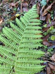 Deparia acrostichoides