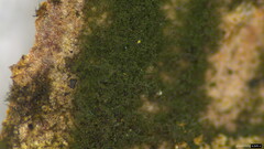 Chloridium gonytrichii