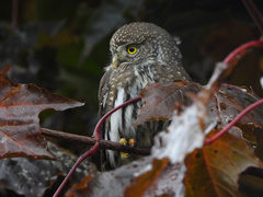 Glaucidium gnoma