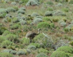 Rhea pennata