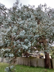 Eucalyptus cinerea
