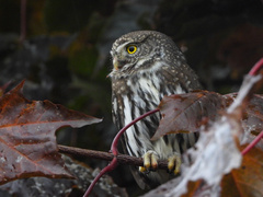 Glaucidium gnoma