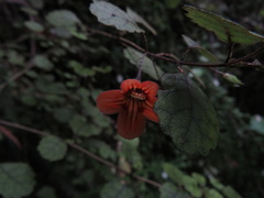 Rhabdothamnus solandri