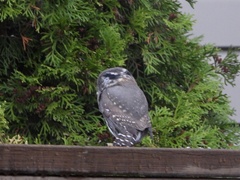Glaucidium gnoma