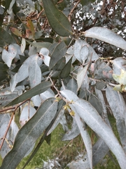 Eucalyptus cinerea