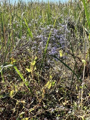 Symphyotrichum elliottii