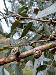 Eucalyptus cinerea