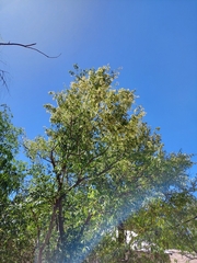 Ruprechtia laxiflora