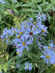 Symphyotrichum oolentangiense