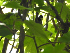 Poecile sclateri
