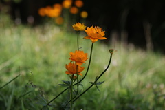 Trollius chinensis