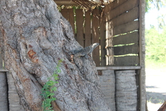 Ctenosaura pectinata
