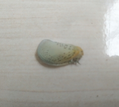 Poekilloptera phalaenoides