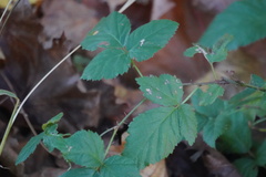 Rubus flagellaris