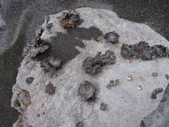 Umbilicaria virginis