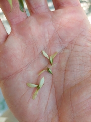 Ruprechtia laxiflora