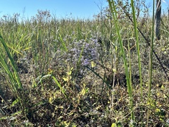 Symphyotrichum elliottii