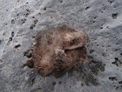 Umbilicaria virginis