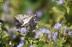 Melipotis acontioides