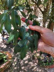 Ruprechtia laxiflora