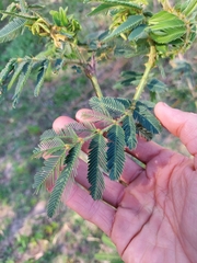 Mimosa pigra