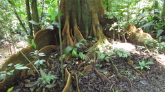 Tachigali panamensis