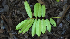 Tachigali panamensis