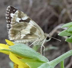 Heliopetes domicella
