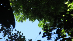 Tachigali panamensis