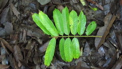 Tachigali panamensis