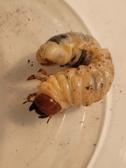 Lucanidae