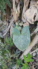 Xanthosoma robustum