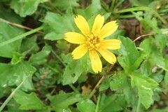 Sphagneticola trilobata