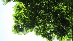 Tachigali panamensis