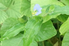 Commelina erecta