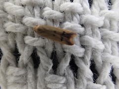 Tachystola hemisema