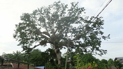 Ceiba pentandra